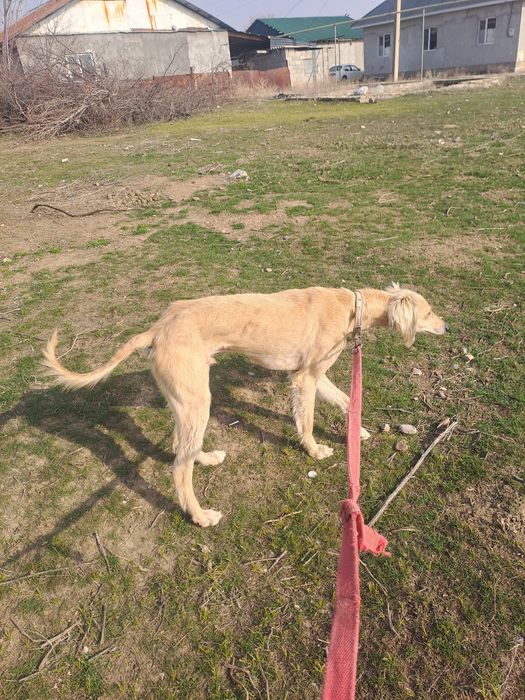 Еркек тазы сатылады