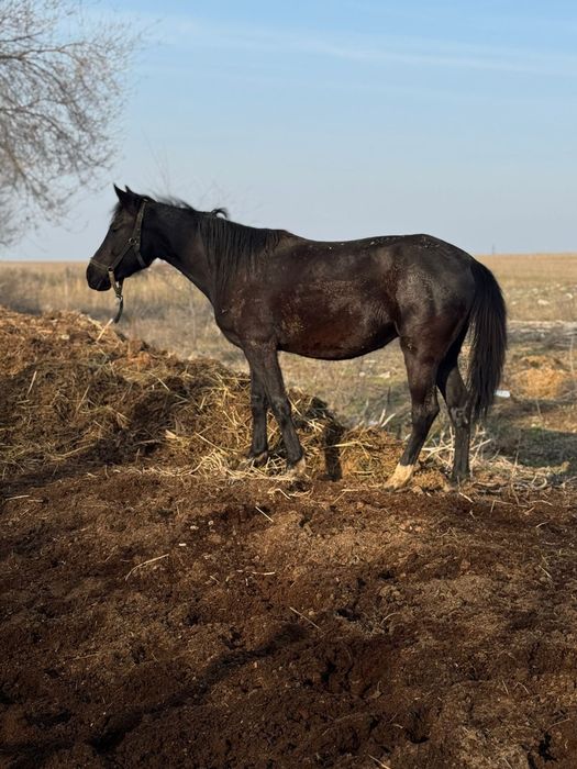 Байтал кобыла бие