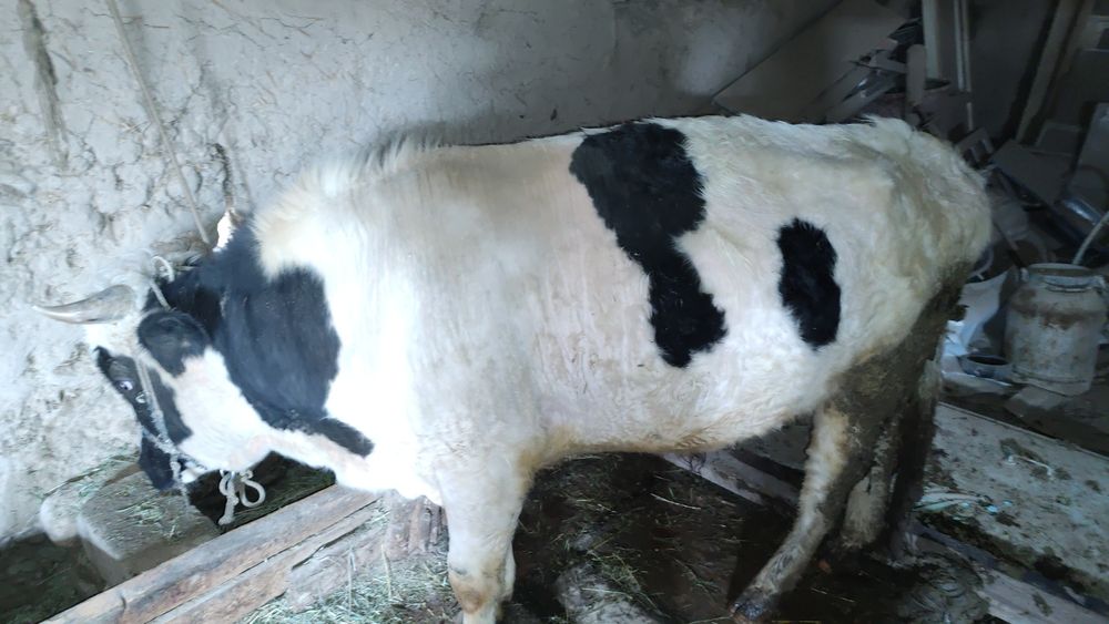 Семіз Өгіз сатылады Бордақы