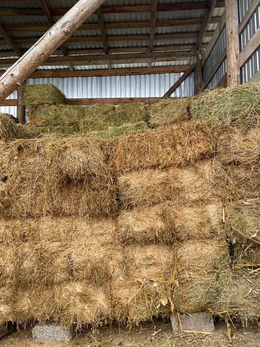 Baloți și lucernă de vânzare !