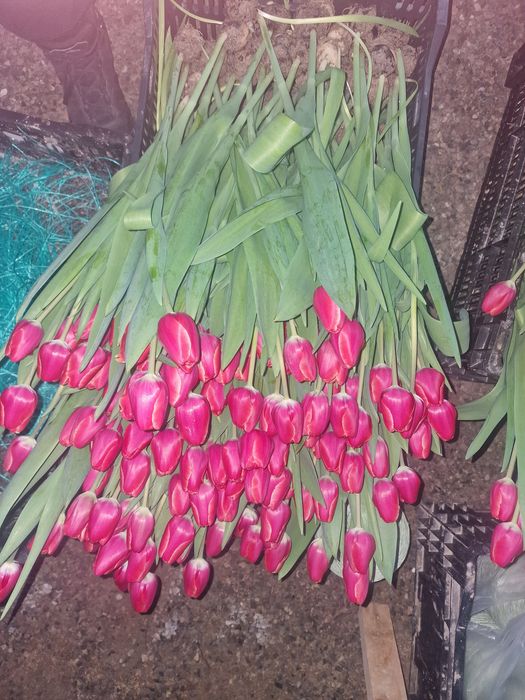 Тюльпаны отборнорные