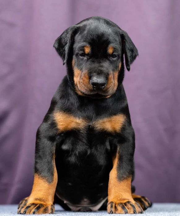 Доберман щенки бронирование