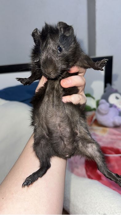 Малыш морской свинки мальчик