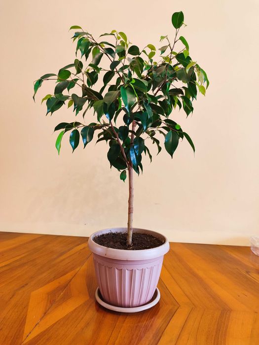 Фикус Бенджамина