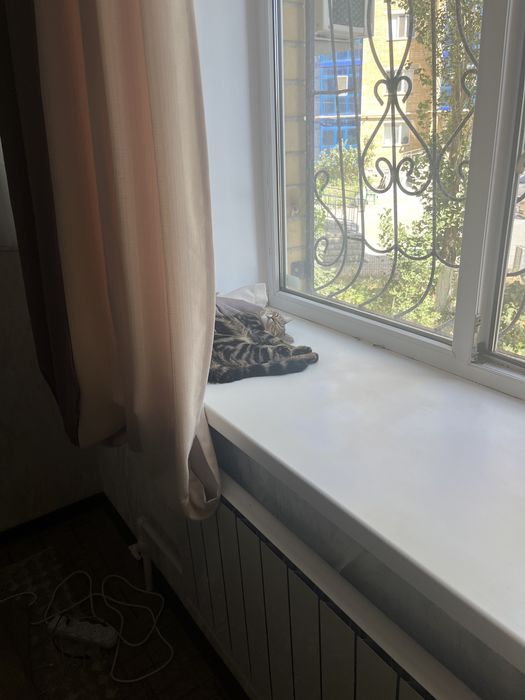 Отдам котенка 6 месячного