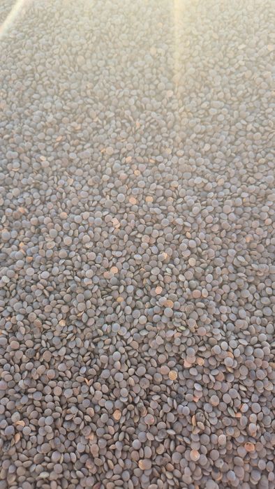 Чечевица красная на семена