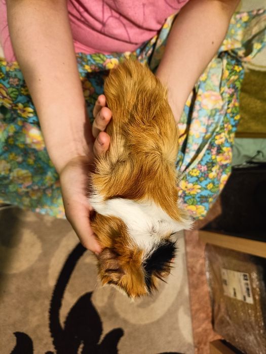 Продам морскую свинку