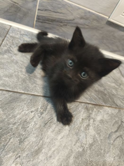 Отдадим котят в крысоловы