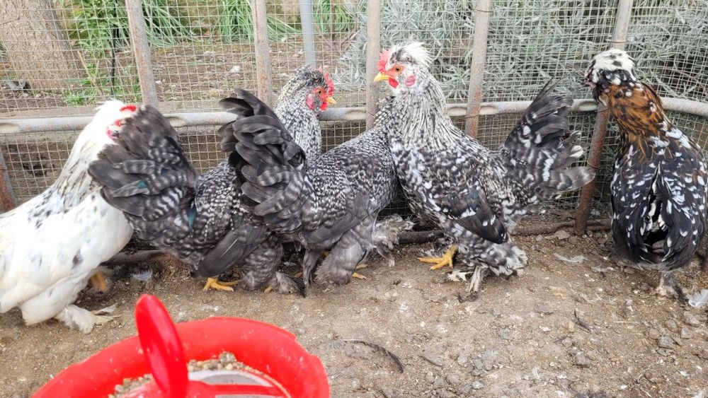 Cocosi strumski  pitic