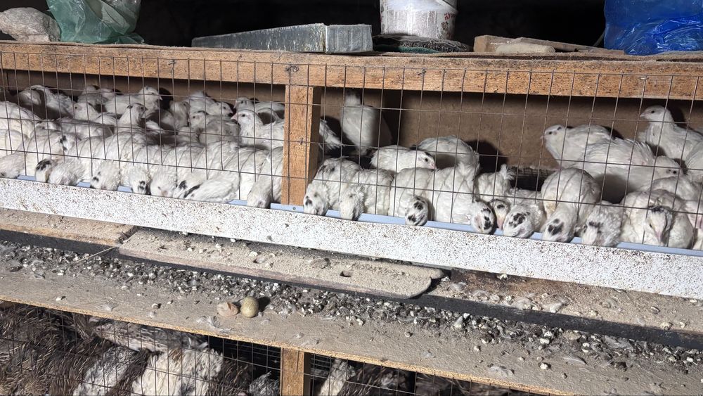 Белый гегант бөдене сатылады.