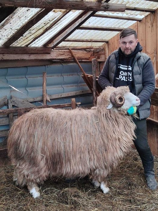 Berbeci băli de vânzare, strămiori!