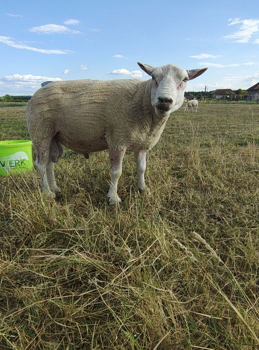 Miei texel din linie import Olanda