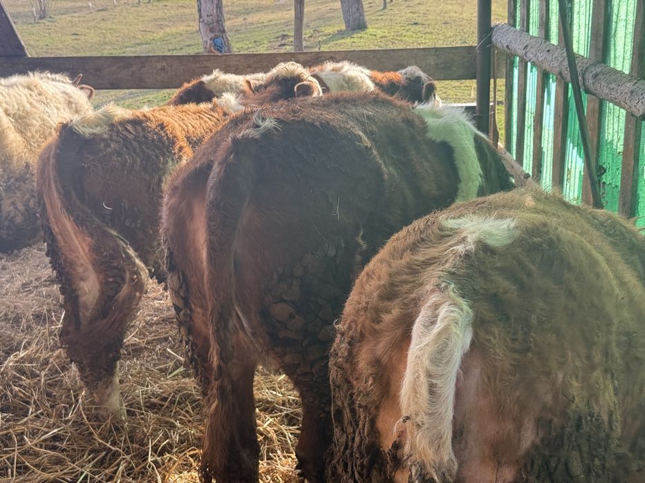 Vand lot de 5 junincute