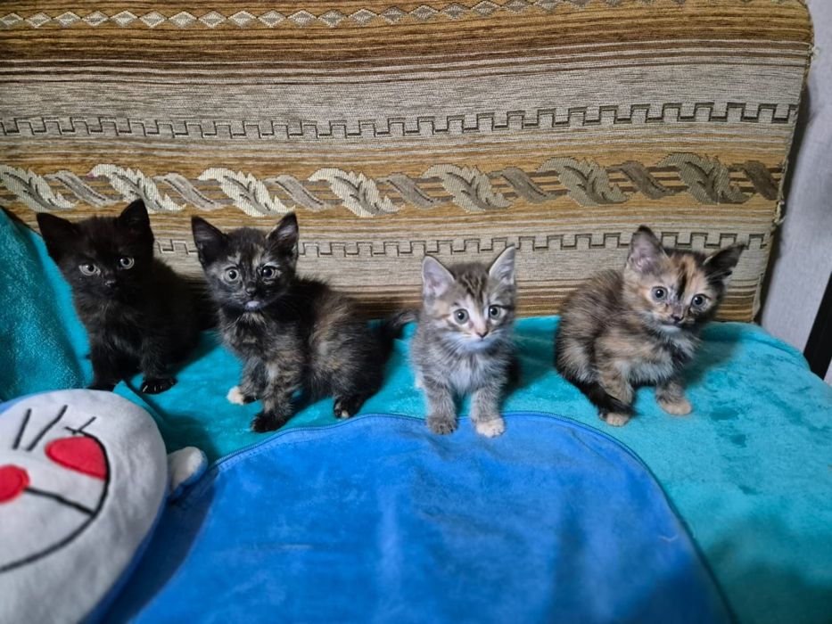 Котята 1 месяц 3 недели