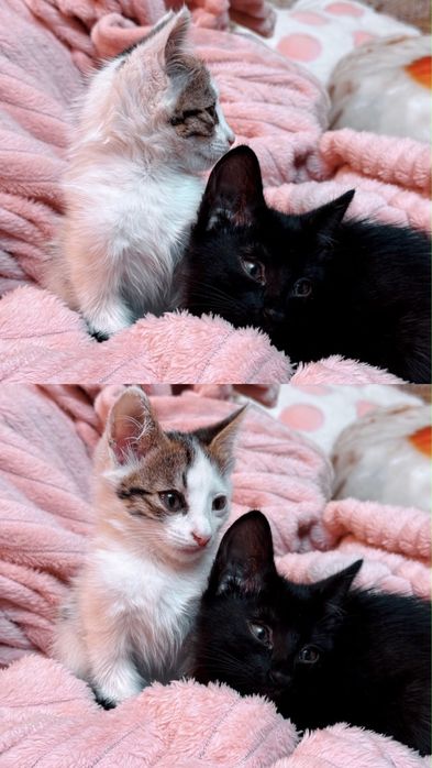 отдам милых котят