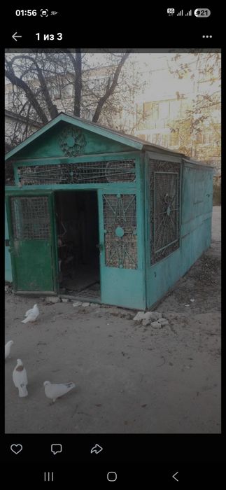Голубятник с размером 7×3