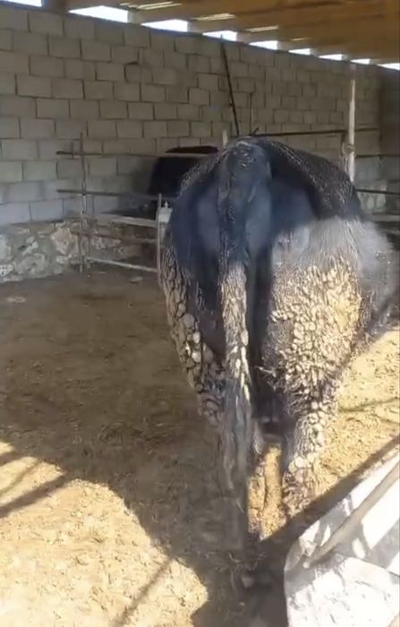 Toza qonli angus  1 qorin bolasi buqa