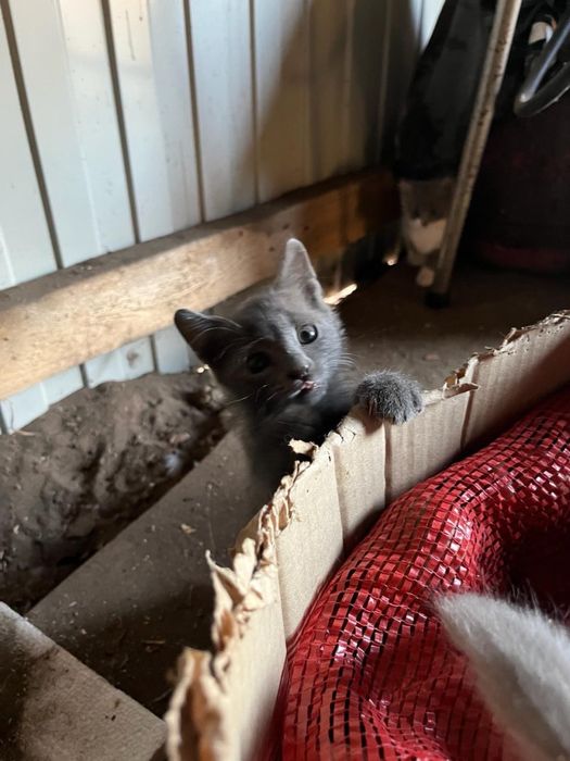 Котята в добрын руки