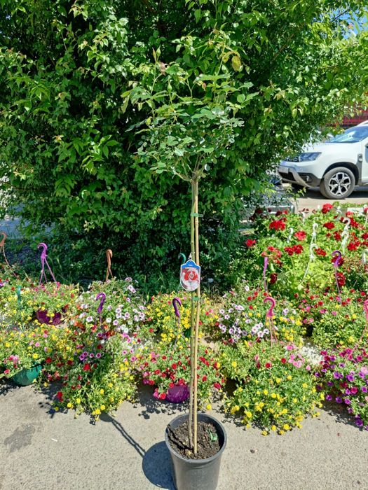 Oferta , trandafiri pomisor diferite culori