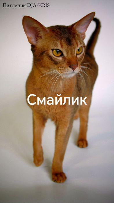 Абиссинец  вязка