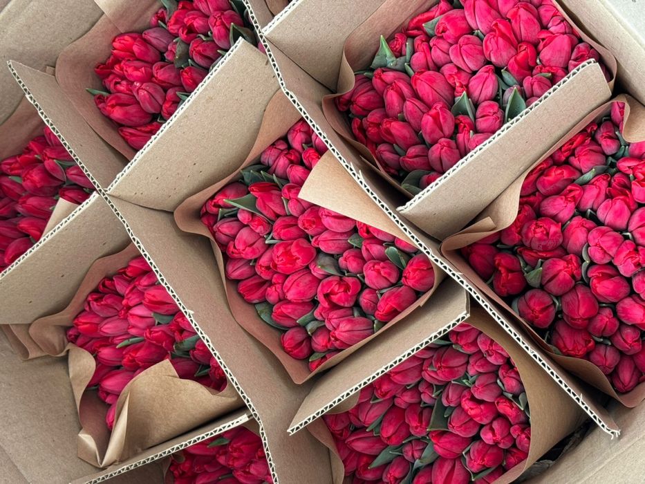 Тюльпаны супер качества 850тг