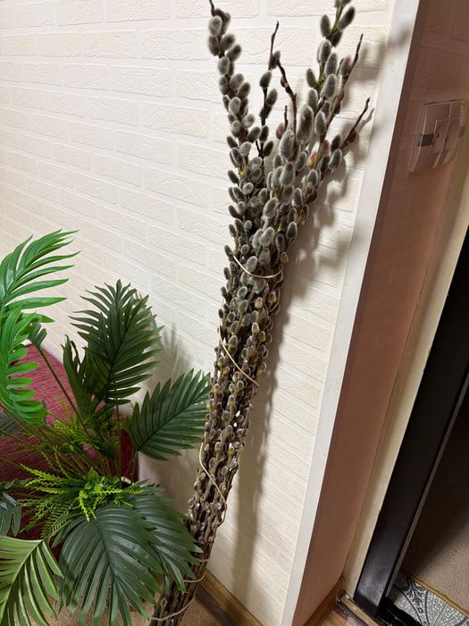 Ветки вербы , верба