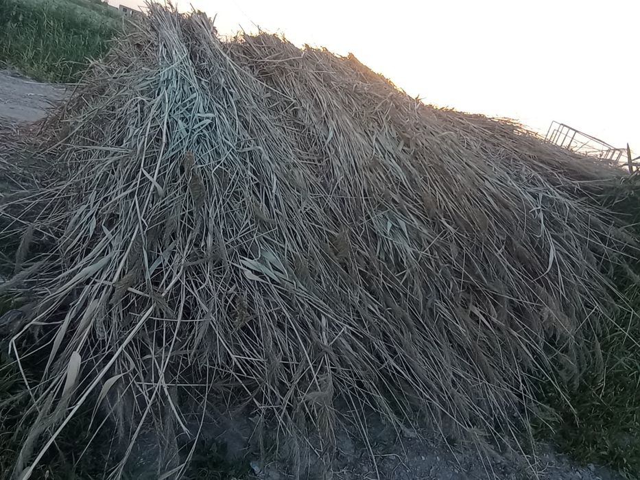 Сфатли Камиш сотилади