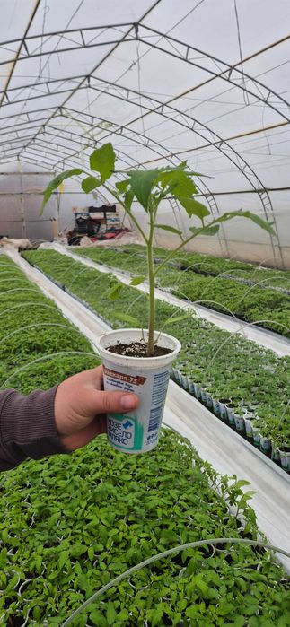 Разсад домати краставици