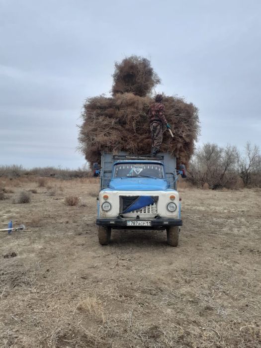 Қып қызыл жантақ бар