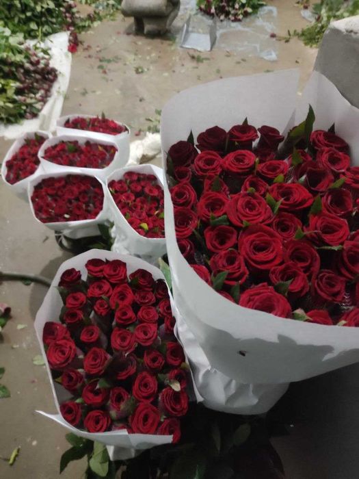 Atrgul koʻchatlari 75xil turdagi atrgul koʻchatlari bor