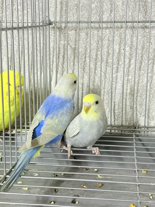 Rajudni Valnisti sotiladi