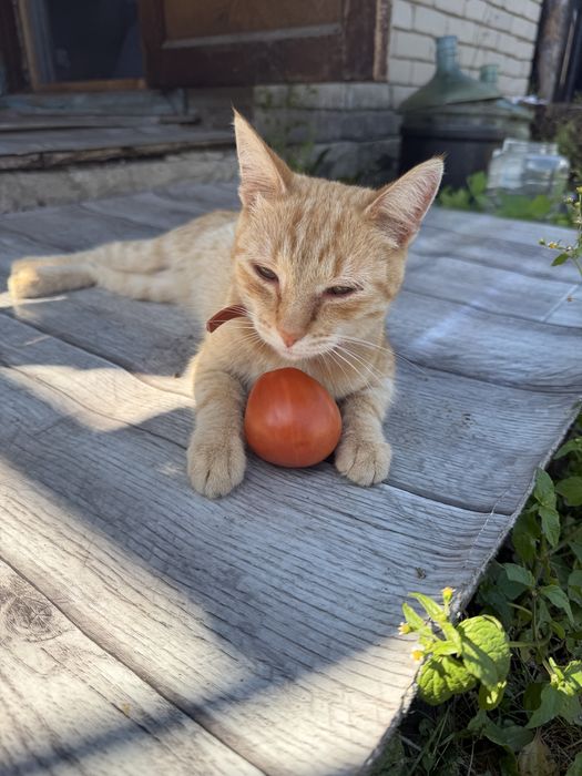 Котик в добрые руки