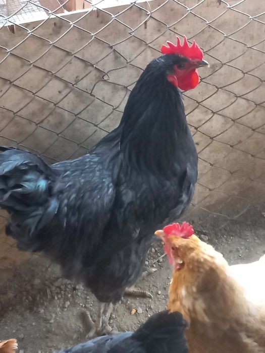 Продам породистых петухов Брама
