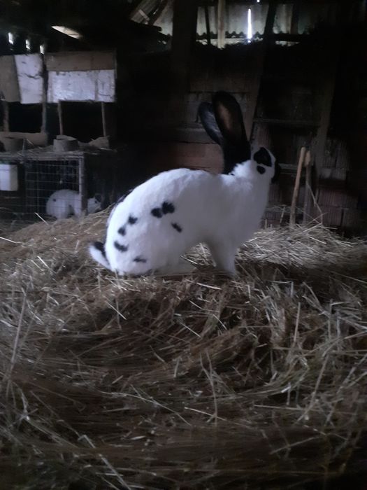 Uriaș german,fluture german și berbec german