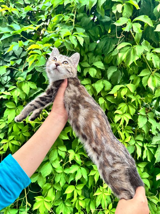 Отдаются за символическую сумму котята мраморный бенгал