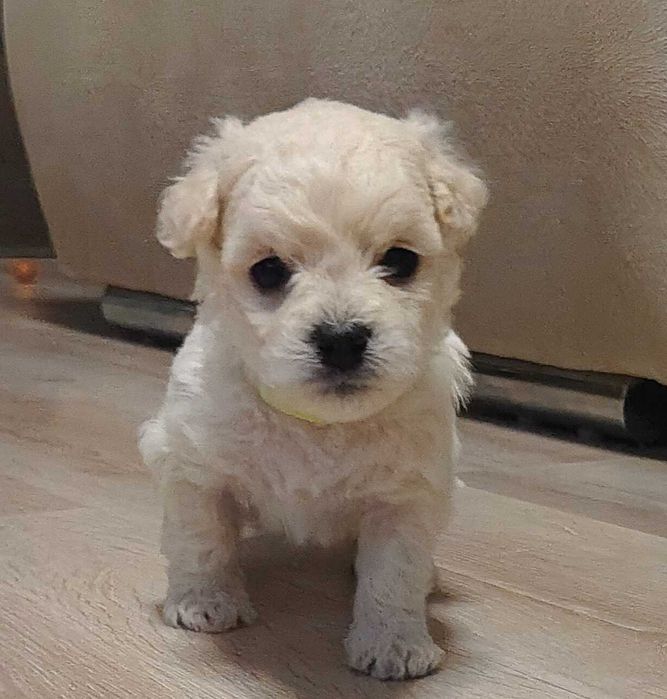 Щенки Бишон фризе