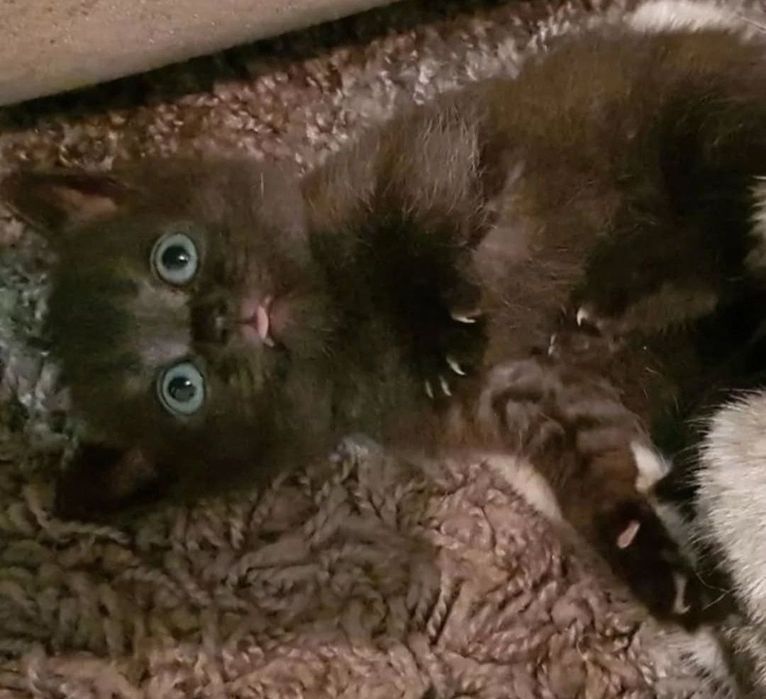 Британские девочки и мальчики