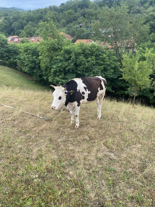 Vand juninca, pret ngociabil ,pretul poate fi negociat pe telefon si la momentul cumparari