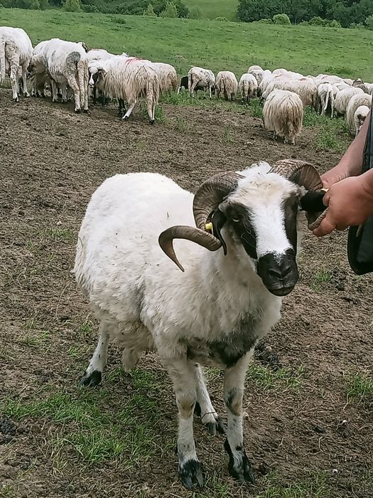 Berbec rasa Brează 3 ani