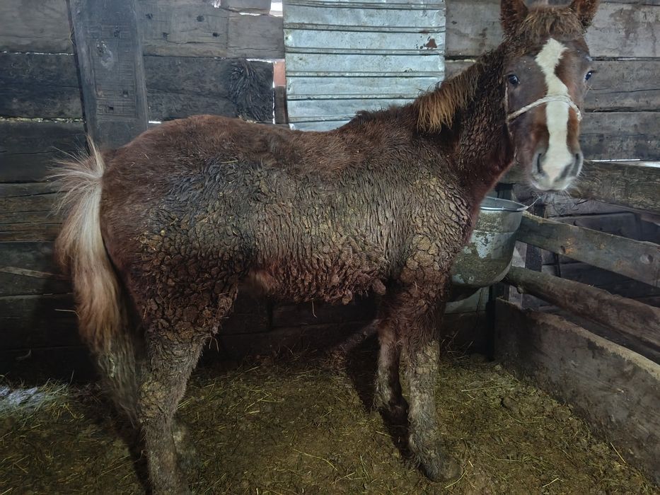 Жеребчик  Жабағы сатылады