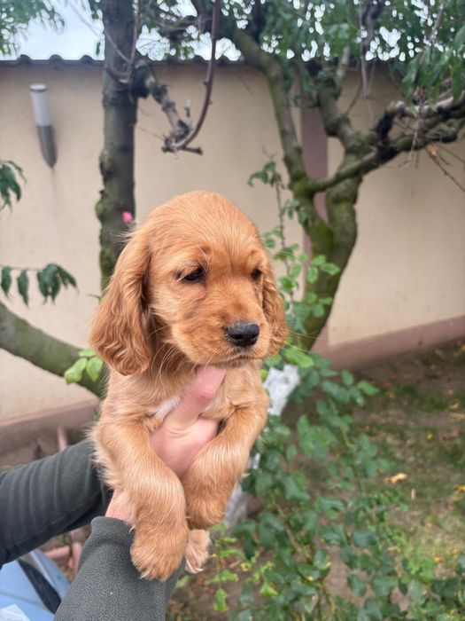 Cocker Spani fetita