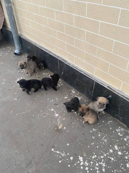 Отдам даром щенки