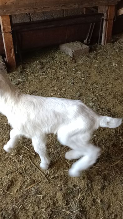 Теке лақтар альпи битал