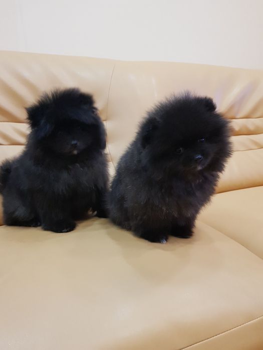 Померан померани Гр. София