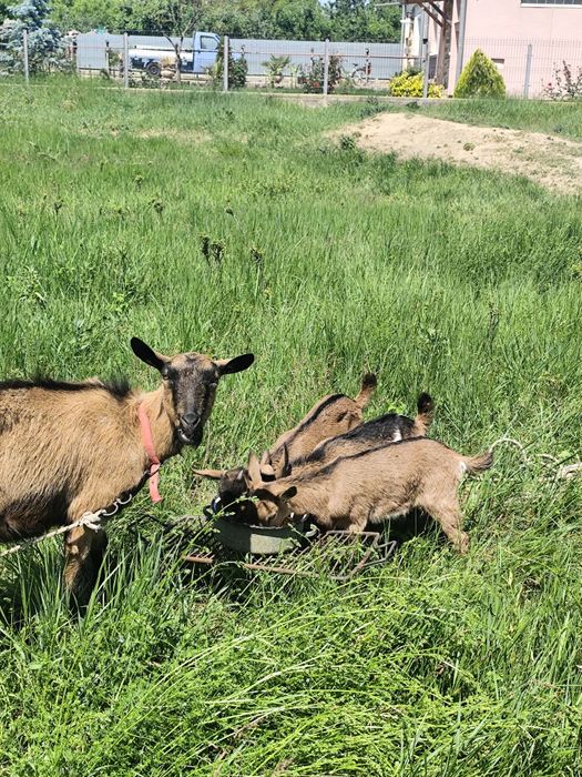 Vind 3 iezi de capre alpină francezi