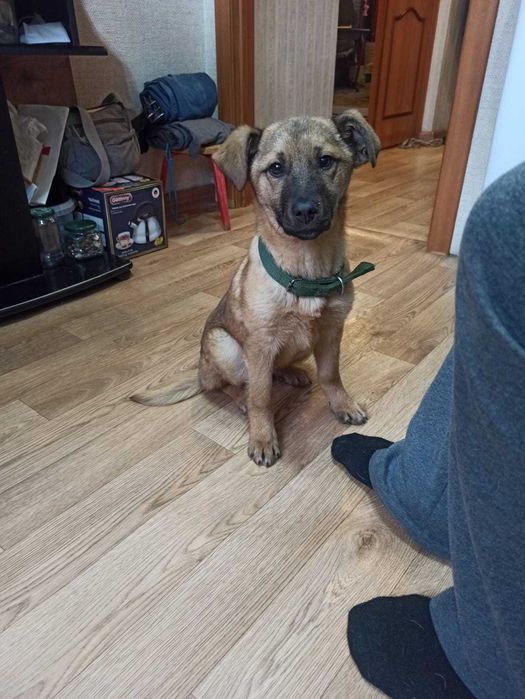 Отдам щенка в добрые руки