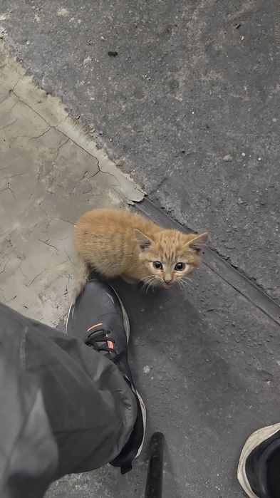 Отдадим котенка в добрые руки( девочка)