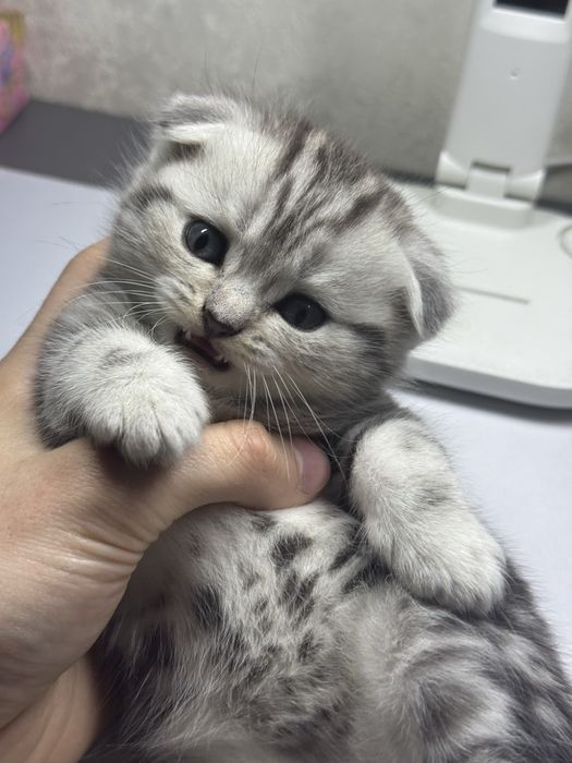 Продам Шотланских Котят