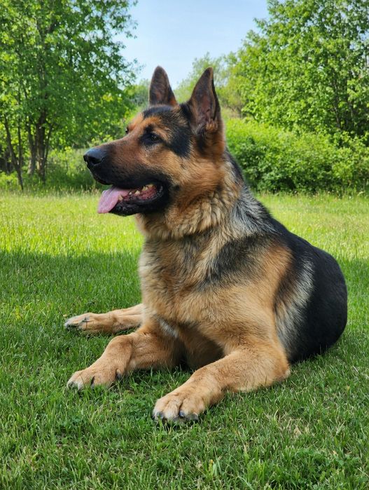 ВЯЗКА / Чистокровный кобель немецкой овчарки. (не продаётся)