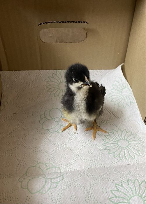 Pui australorp de 1 zi si 7 zile si araucana